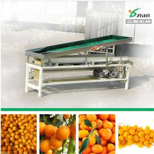 Cumquat sorting machine factory price