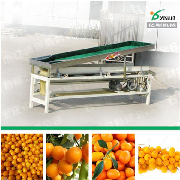 Quality Cumquat sorting machine factory price for sale