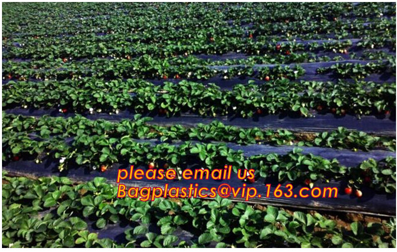 HOTICULTURAL MULCH FILM,AGRICULTURAL PE FILM,MARKET GARDENERS CLOCHE FILM,PE FILM FOR CORN,PLASTIC FILM COVER,TOMATO COV