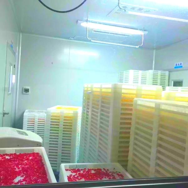 440V Soft Gelatin Capsule Paintball Encapsulation Machine