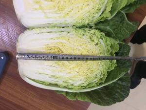 China Good Taste Flathead Cabbage / Improve Digestion Early Round Dutch Cabbage wholesale