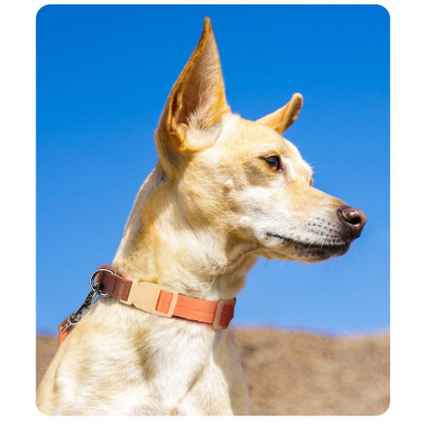 Anti Breakaway Dog Training Collars Safe Small Medium Sized Pet Collar