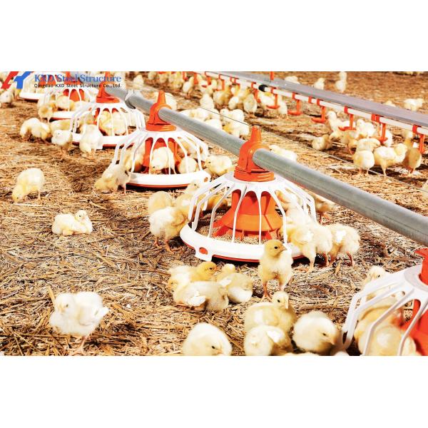 Commercial Steel Structure Poultry House with Feeding & Drinking Systems