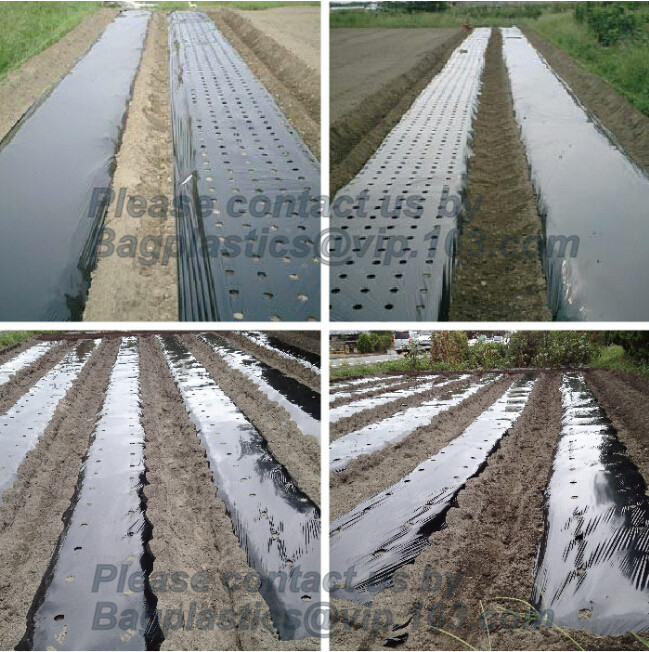HOTICULTURAL MULCH FILM,AGRICULTURAL PE FILM,MARKET GARDENERS CLOCHE FILM,PE FILM FOR CORN,PLASTIC FILM COVER,TOMATO COV