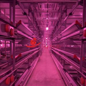 Smart Layer Chicken Cage System Energy-Saving for High-Intensive Farms