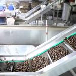 2 Tons Hourly Capacity Inshell Chestnut Sorting Machine Labor Saving