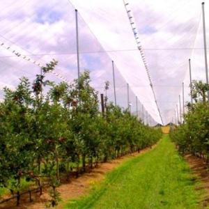 China 100% PE Anti Hail Netting Virgin HDPE Material Customized Service on sale