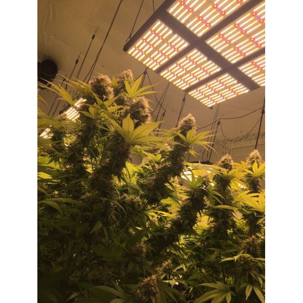 HPS CMH LM301B LED Grow Light