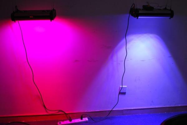 Quality Cidly 300w LED Light Source programmable led grow light for sale