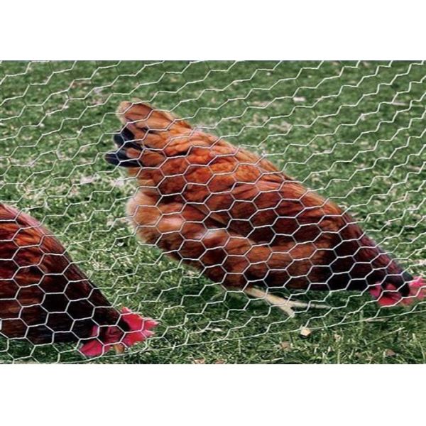 0.3mm Dia Chicken Iron Galvanized Hexagonal Wire Mesh 2m Width