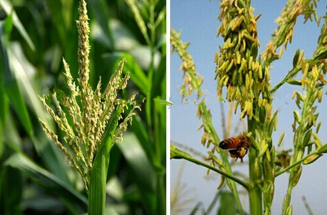Corn Flower Mixed Raw Bee Pollen Big Granules Raw Bee Product