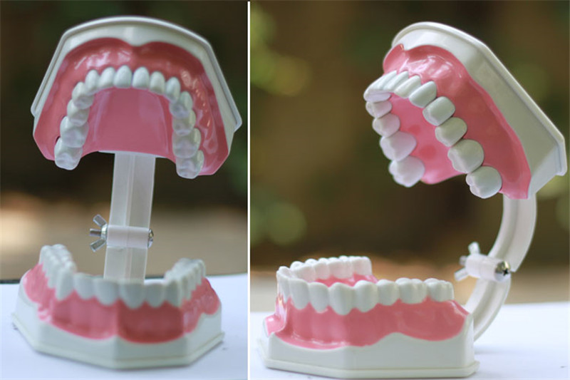 OEM 2 Times Dental Materials Plastic Human Anatomy Model