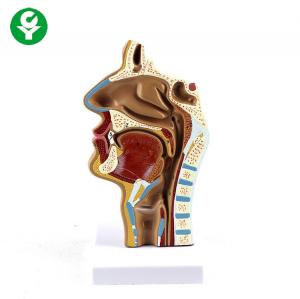 China Mouth Nose Throat ENT Mode Pharynx Teaching Human Body Anatomy 1.0 kg on sale