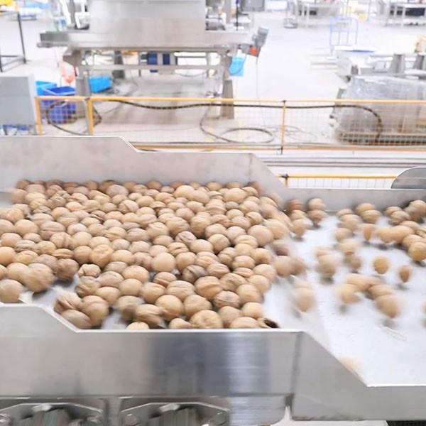 Quality 380V Low Voltage Grading Sizing Integrated Walnut Shelling Machine CE Certified for sale