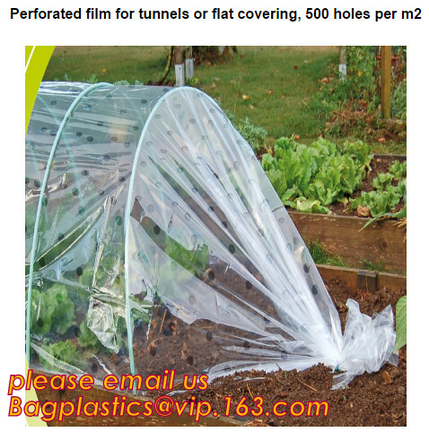 HOTICULTURAL MULCH FILM,AGRICULTURAL PE FILM,MARKET GARDENERS CLOCHE FILM,PE FILM FOR CORN,PLASTIC FILM COVER,TOMATO COV