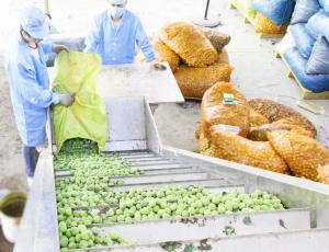 Apricot Plum Peach Processing Plant / Juice Processing Equipment Water Saving