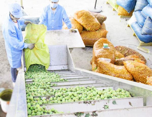 Quality Apricot Plum Peach Processing Plant / Juice Processing Equipment Water Saving for sale