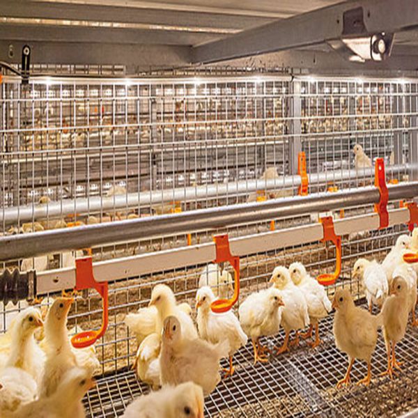 Fully Automated Modular Steel Construction Fireproof Prefab Farm Buildings