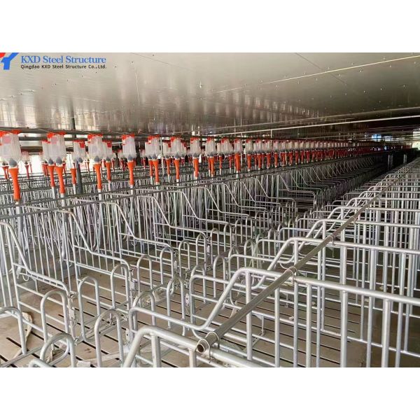 Easy Build Piggery Shed Construction Steel Structure Cow House Construction
