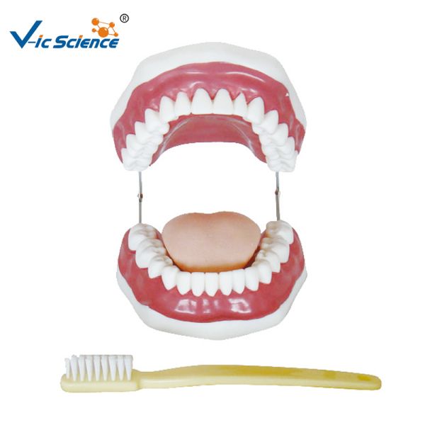 Unbreakable Dental Study Models