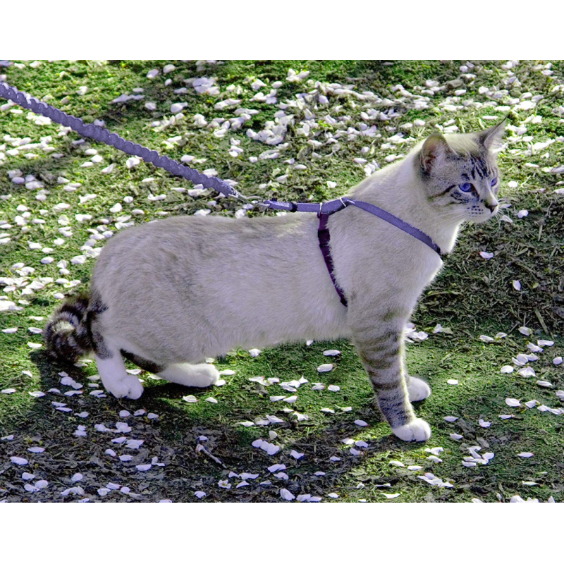 Adjustable Nylon Cat Harness Collar With Bungee Leash