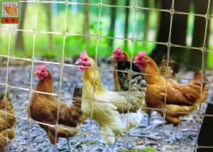 China Transparent Plastic Netting Fence, Plastic Plastic Poultry Netting, 35GSM, Chicken Netting, 1M High wholesale