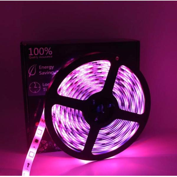 2A 36W 5m IP65 12V LED Strip Lights Waterproof