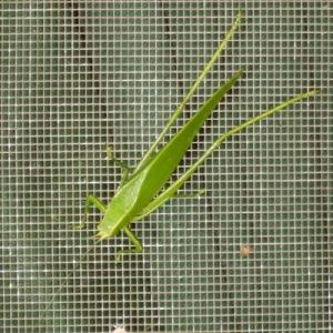 China Silver Mesh Harvest Bags , Pest Insect Control Netting HDPE Material wholesale