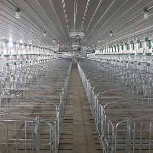 Galvanized Steel Sow Hog Gestation Crates 2.5mm Thickness