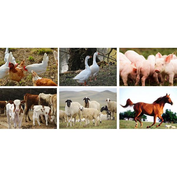 Poultry Feed Diesel Pellet Mill Sheep Animal Feed Pellet Mill Machine