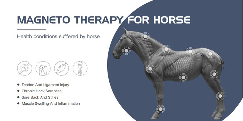 Equine Magneto Therapy EMTT PEMF Physiotherapy Machine For Muscle Swelling And Inflammation