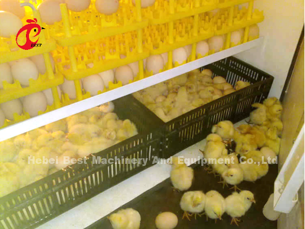 1056 22582 Egg Hatching Incubator ABS Fully Automatic Egg Incubator For Discount Emily