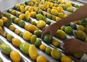 Industrial  20 T/H Mango Processing Line Turnkey Solution ISO9001 Certificate