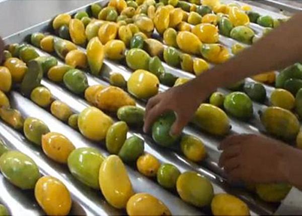Quality Industrial  20 T/H Mango Processing Line Turnkey Solution ISO9001 Certificate for sale