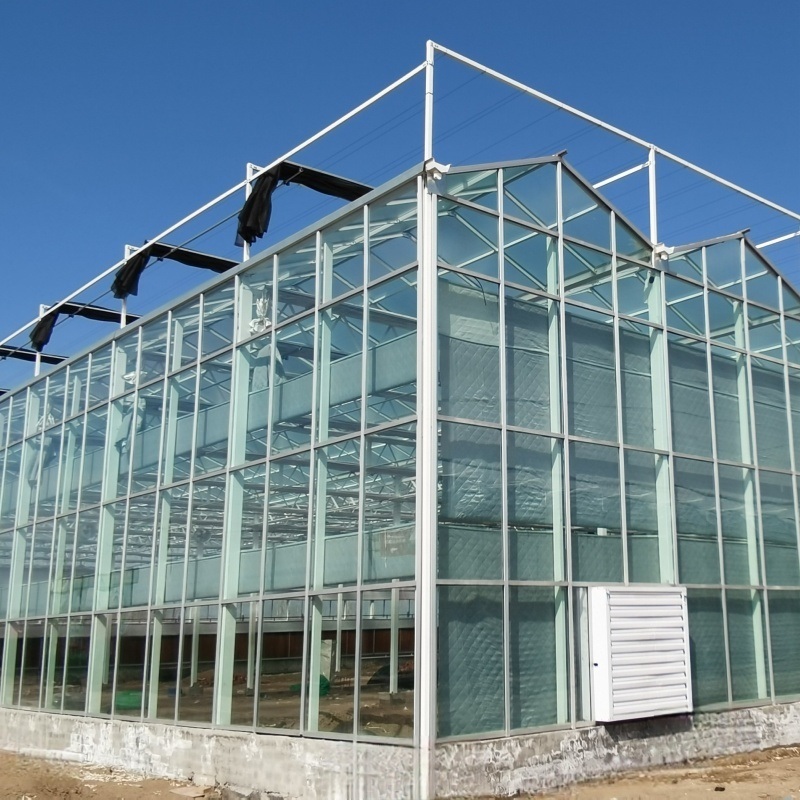 Reefer Container Greenhouse Leafy Vegetables