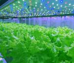Automatic Microgreens Hydroponic Container Farm With Solar System