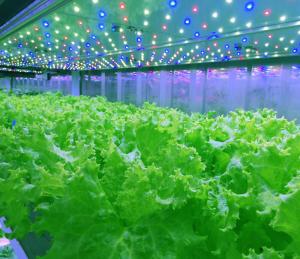 China Automatic Microgreens Hydroponic Container Farm With Solar System wholesale