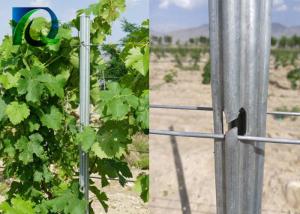 China C - Shaped Plant Support Posts Galvanized Steel Trellising Custom Made wholesale