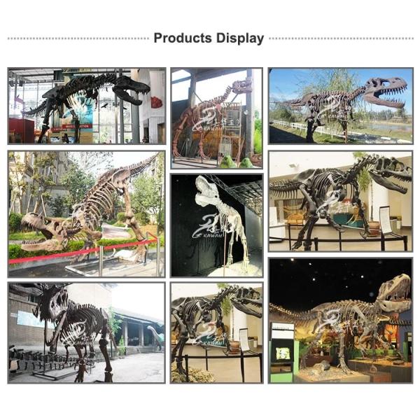 Artificial Simulation Complete Dinosaur Fossil Model Customization Support