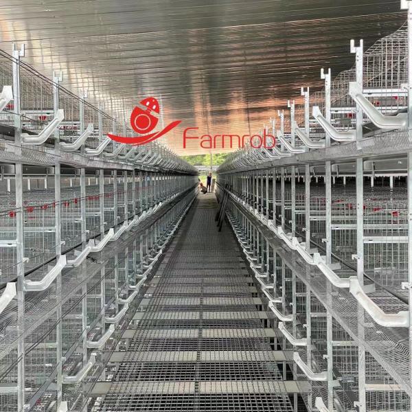 Quality 1800×600×430mm H Type Poultry Battery Cage System Low Egg Breakage Rate For Layer Farming for sale