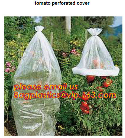 HOTICULTURAL MULCH FILM,AGRICULTURAL PE FILM,MARKET GARDENERS CLOCHE FILM,PE FILM FOR CORN,PLASTIC FILM COVER,TOMATO COV