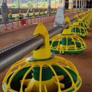 Fully Automatic Chicken Feeding Line 14/16 Partitions 450kg/H