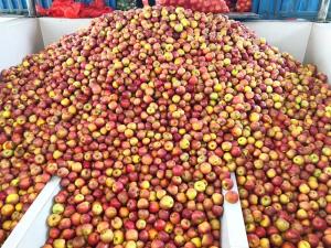 China Fruit Juice / Apple Juice Processing Line 100 - 10000L/H Capacity wholesale