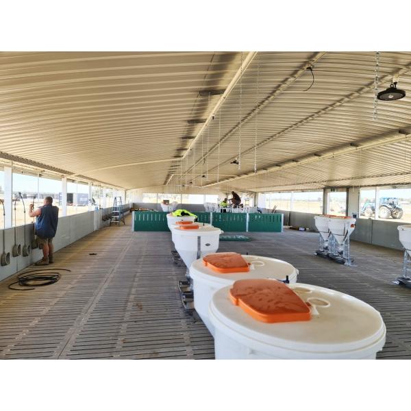Steel Piggery House Onsite Installation Chicken Shed Construction