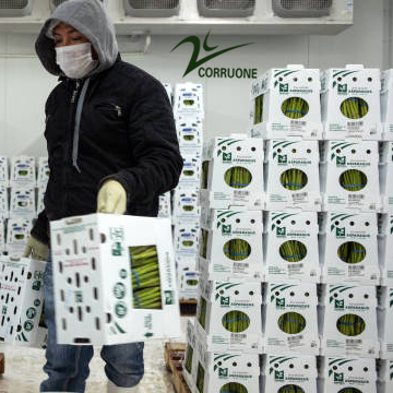 Asparagus Corrugated Plastic Produce Boxes Food Grade Black White