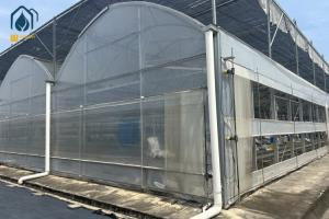 Plastic Multi Span Eco Friendly Greenhouse With Temperature Controlled Growing