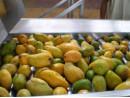 Quality Concentrated Mango Pulp Processing Machinery , 380V Voltage Jam Processing Equipment for sale
