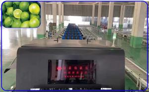 China Intelligent 3 Channel Lemon Sorting Machine Stainless Steel For 8 - 12 T/H wholesale
