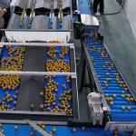 380V Intelligent Kumquat Sorting Machine 99.9% Accurate