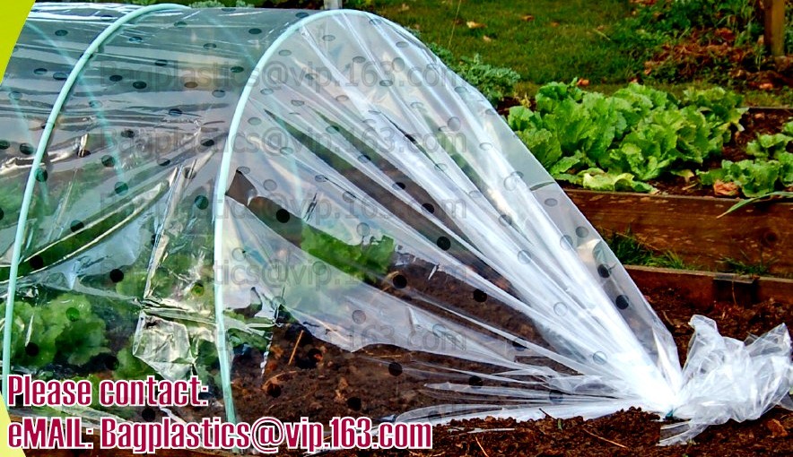 HOTICULTURAL MULCH FILM,AGRICULTURAL PE FILM,MARKET GARDENERS CLOCHE FILM,PE FILM FOR CORN,PLASTIC FILM COVER,TOMATO COV